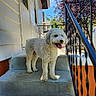 Harper joined the competition — help win amazing prizes! dog, white_dog, steps, concrete, house, siding, metal_railing, outdoor, daylight, blue_sky, tree, pet, animal, tongue_out, happy, curly_fur, side_view, shadow, sunlight, nature