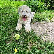 Harper is registered to the contest to win money with this photo: dog, white_dog, curly_fur, grass, tennis_ball, outdoor, garden, greenery, happy, playful, tongue_out, pet, animal, fence, shrubs, daylight, nature, canine, yard, summer