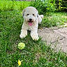 dog, white_dog, curly_fur, grass, tennis_ball, outdoor, garden, greenery, happy, playful, tongue_out, pet, animal, fence, shrubs, daylight, nature, canine, yard, summer