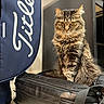 cat, fluffy_cat, amber_eyes, pet, indoor, bag, black_bag, blue_bag, titleist, furniture, carpet, sitting, portrait, animal, domestic_cat, feline, looking_at_camera, fur, whiskers, ears