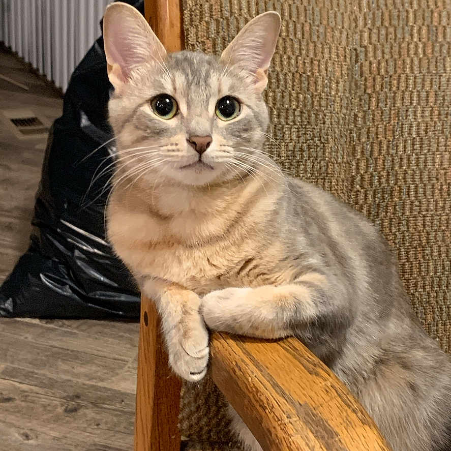 Bella joined the competition — help win amazing prizes! cat, chair, wood, furniture, indoor, pet, animal, domestic_cat, resting, looking, curious, cozy, brown, texture, floor, home, relaxed, ears, whiskers, portrait