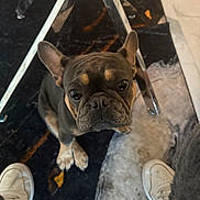 Chanel joined the competition — help win amazing prizes! french_bulldog, dog, pet, curious, looking_up, white_sneakers, person_legs, indoor, rug, marble_pattern, metal_table_leg, floor, animal, companion, cute, small_dog, ears_up, snout, brown_tan_coat, domestic_animal