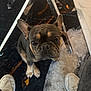 french_bulldog, dog, pet, curious, looking_up, white_sneakers, person_legs, indoor, rug, marble_pattern, metal_table_leg, floor, animal, companion, cute, small_dog, ears_up, snout, brown_tan_coat, domestic_animal