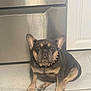 Chanel is registered to the contest to win money with this photo: dog, french_bulldog, pet, indoor, kitchen, floor, tile, stainless_steel, appliance, white_cabinet, sitting, looking_at_camera, spiked_collar, brown, black, short_hair, ears_up, close_up, companion, animal