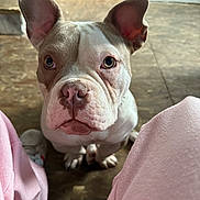 Hennessy is registered to the contest to win money with this photo: dog, close_up, ears, floor, pink_pants, looking_up, pet, curious, indoor, animal, brown_and_white, snout, paws, sitting, waiting, young_dog, canine, companion, cute, domestic