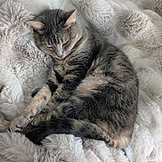 Romy a rejoint le concours — aidez-le/la à gagner de superbes lots ! cat, tabby, gray_cat, sleeping, resting, fluffy_blanket, soft_texture, cozy, pet, animal, fur, whiskers, indoor, relaxed, cute, domestic_cat, mammal, peaceful, comfort, closeup