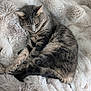 cat, tabby, gray_cat, sleeping, resting, fluffy_blanket, soft_texture, cozy, pet, animal, fur, whiskers, indoor, relaxed, cute, domestic_cat, mammal, peaceful, comfort, closeup