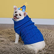 Bennie is registered to the contest to win money with this photo: animal, birthday_hat, blue_sweater, celebration, costume, cute, dog, ears, eyebrows, floor, fluffy_rug, fur, happy, indoor, looking_back, pet, small_dog, smiling, tongue, white_dog