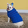 animal, birthday_hat, blue_sweater, celebration, costume, cute, dog, ears, eyebrows, floor, fluffy_rug, fur, happy, indoor, looking_back, pet, small_dog, smiling, tongue, white_dog