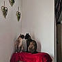 animal, cat, companionship, corner, cozy, cute, domestic, feline, furniture, heart_shaped, indoor, licking, perch, pets, plant, red_blanket, resting, siamese_cat, two_cats, wall_decor