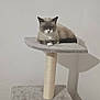 Ice a rejoint le concours — aidez-le/la à gagner de superbes lots ! cat, cat_tree, indoor, pet, animal, feline, gray, white_wall, shadow, relaxing, cozy, platform, fur, paws, resting, quiet, calm, home, soft_texture, lonely