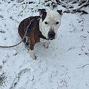 Nala a rejoint le concours — aidez-le/la à gagner de superbes lots ! animal, branches, brindle, calm, canine, cold, dog, fur, grass, leash, leashed, nature, outdoor, pet, sitting, snow, snowy_ground, white_face, winter, winter_clothing