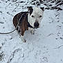 animal, branches, brindle, calm, canine, cold, dog, fur, grass, leash, leashed, nature, outdoor, pet, sitting, snow, snowy_ground, white_face, winter, winter_clothing