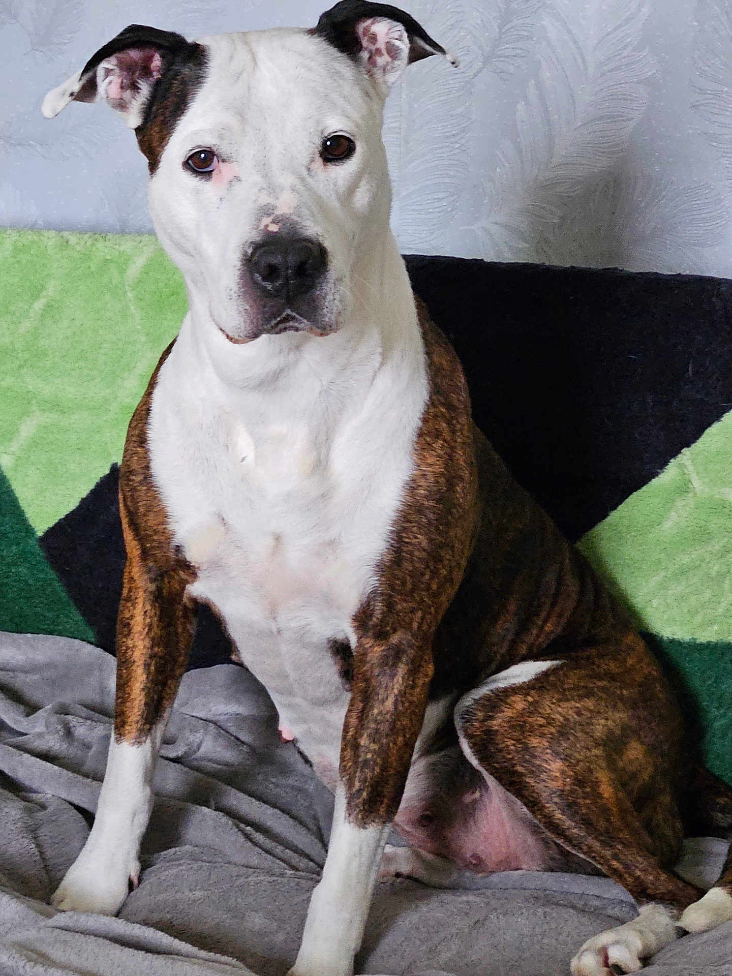 Nala a rejoint le concours — aidez-le/la à gagner de superbes lots ! animal, background, blanket, brindle, canine, companion, dog, ears, face, fur, indoor, looking, nose, paw, pet, portrait, resting, sitting, texture, white