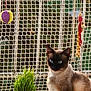 cat, siamese_cat, blue_eyes, grass_pot, windowsill, mesh_screen, hanging_toys, indoor, pet, animal, feline, curious, sitting, plant, window, natural_light, domestic, whiskers, fur, quiet