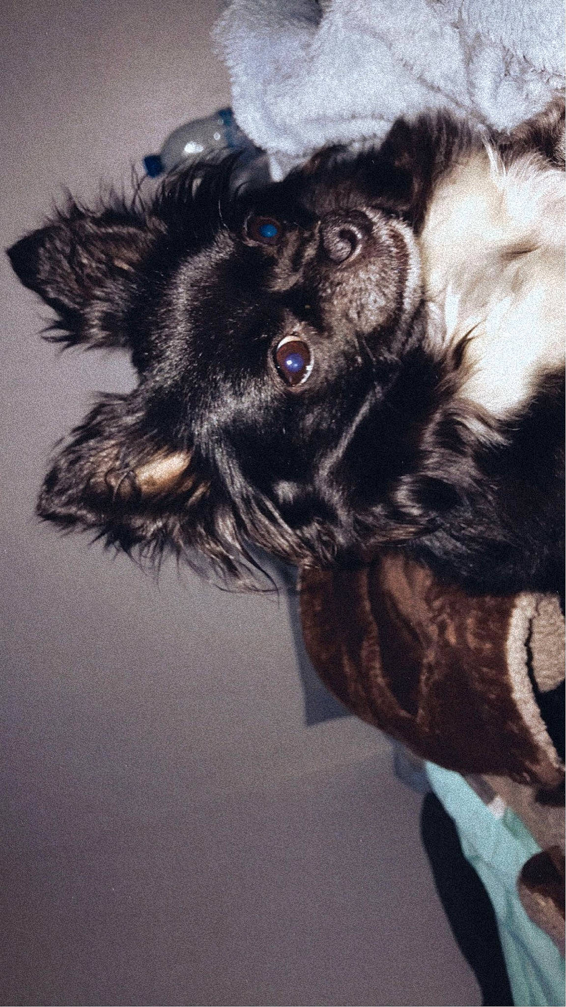 Chanel participe au concours pour gagner de l'argent avec cette photo : canidae, carnivore, claw, companion_dog, dog, dog_breed, dog_collar, ear, fur, liver, paw, snout, sporting_group, tail, whiskers, working_animal