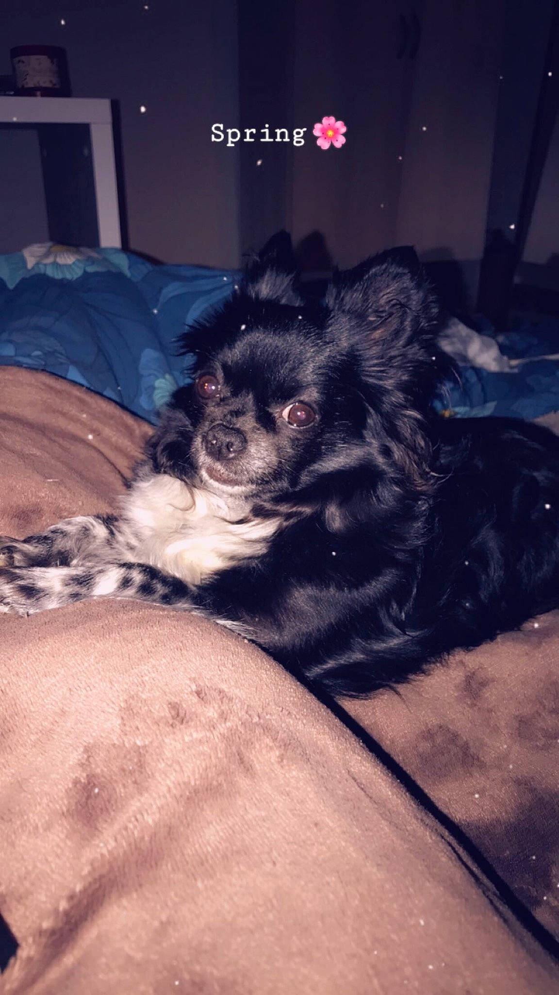 Chanel a rejoint le concours — aidez-le/la à gagner de superbes lots ! bed, canidae, carnivore, chair, cloud, comfort, companion_dog, couch, darkness, dog, dog_breed, felidae, fur, paw, puppy_love, snout, sporting_group, toy_dog, whiskers, working_animal