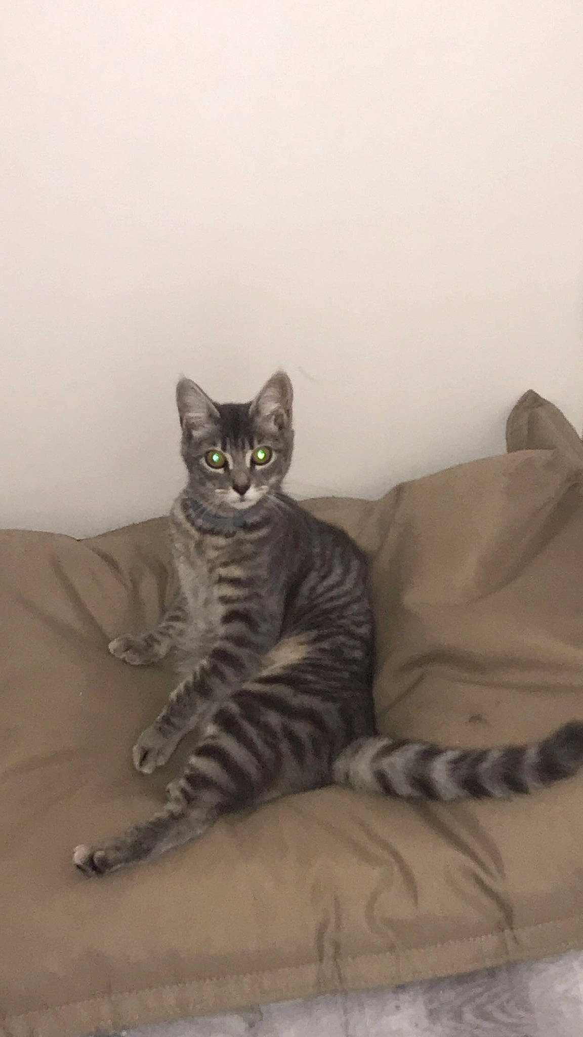 Taïga a rejoint le concours — aidez-le/la à gagner de superbes lots ! carnivore, cat, comfort, domestic_short_haired_cat, felidae, fur, grey, linens, paw, room, sitting, small_to_medium_sized_cats, snout, tail, terrestrial_animal, whiskers, wood