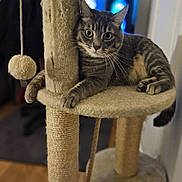 Taïga a rejoint le concours — aidez-le/la à gagner de superbes lots ! cat, tabby_cat, cat_tree, indoor, pet, animal, feline, fur, whiskers, paws, curious, wide_eyes, relaxed, scratching_post, soft_texture, beige, wood_floor, home, cozy, playful