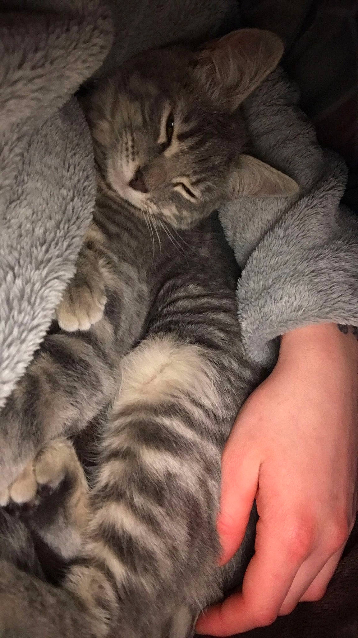 Taïga a rejoint le concours — aidez-le/la à gagner de superbes lots ! carnivore, cat, cloud, comfort, eye, fawn, felidae, finger, gesture, grey, hand, human_leg, leg, nail, paw, plant, small_to_medium_sized_cats, snout, tail, whiskers