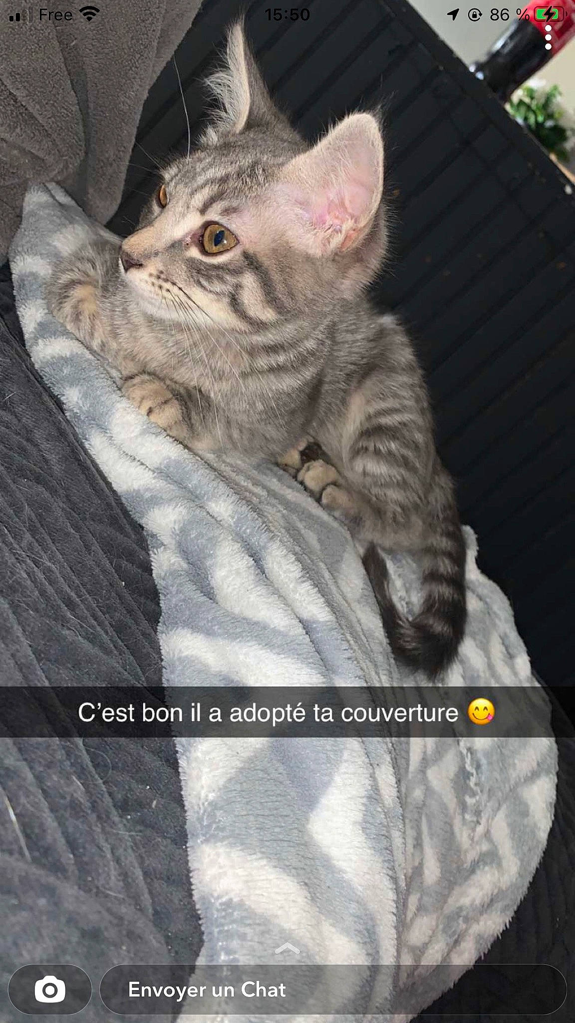 Taïga a rejoint le concours — aidez-le/la à gagner de superbes lots ! carnivore, cat, claw, domestic_short_haired_cat, eye, felidae, font, fur, gesture, grey, paw, photo_caption, sitting, sleeve, small_to_medium_sized_cats, snout, tail, whiskers, wildlife, wrinkle