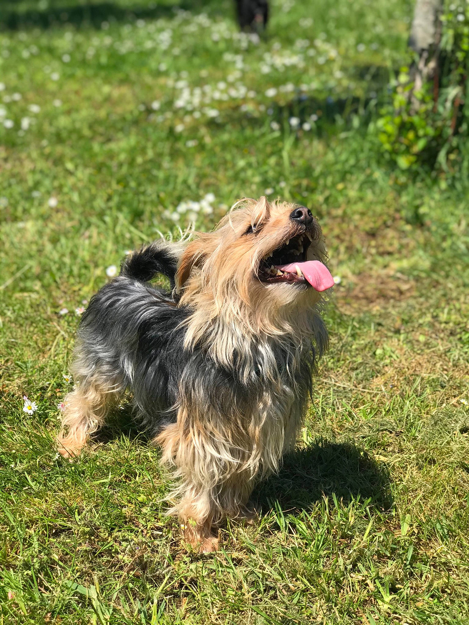 Fripouille participe au concours pour gagner de l'argent avec cette photo : australian_silky_terrier, australian_terrier, bearded_collie, biewer_terrier, canidae, carnivore, companion_dog, dog, dog_breed, grass, plant, small_terrier, snout, sporting_group, tail, terrier, toy_dog, water_dog, working_dog, yorkshire_terrier