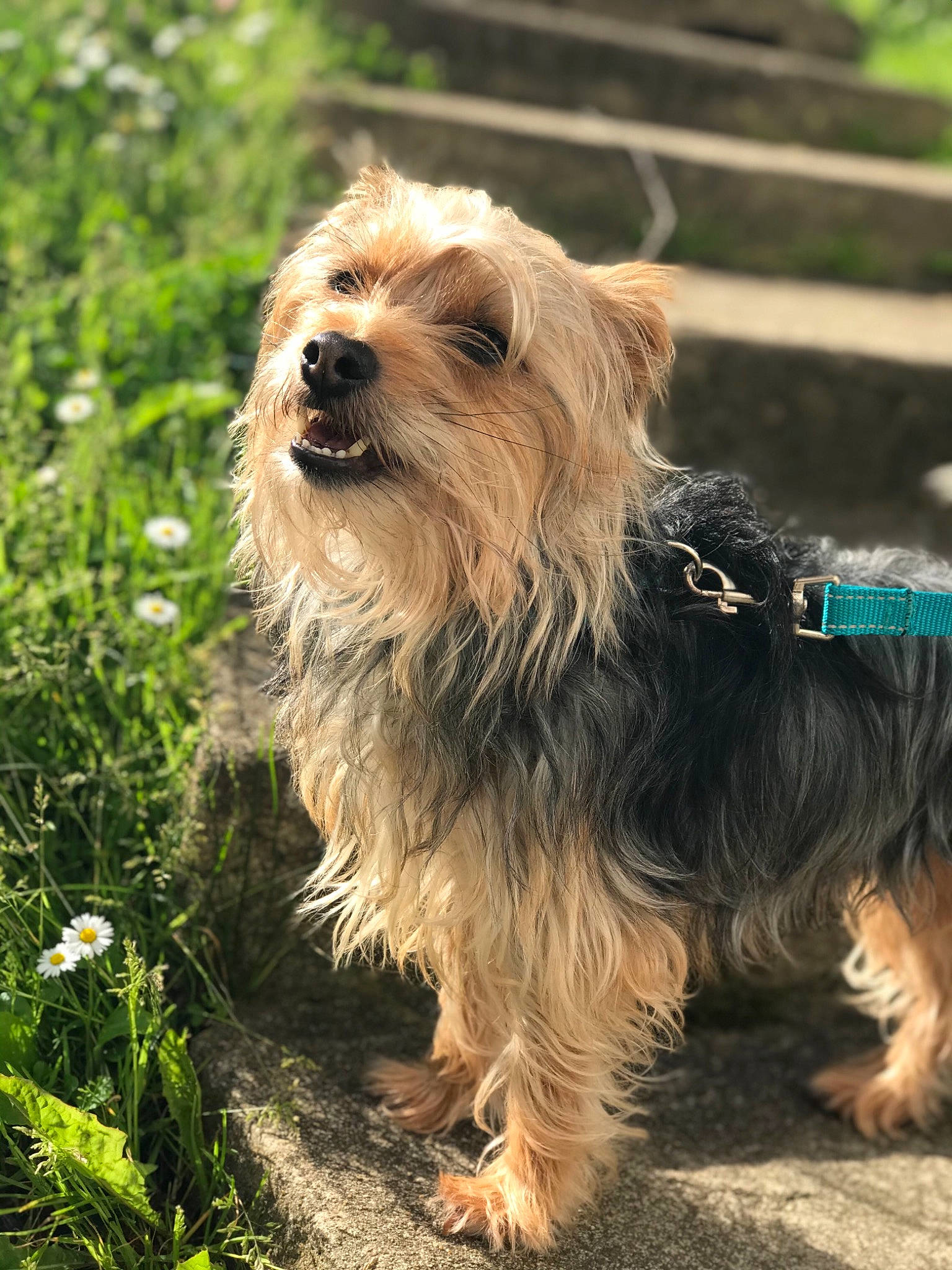 Fripouille a rejoint le concours — aidez-le/la à gagner de superbes lots ! biewer_terrier, canidae, carnivore, companion_dog, dog, dog_breed, dog_supply, flower, grass, liver, maltepoo, plant, small_terrier, snout, sporting_group, terrier, toy_dog, water_dog, working_animal, yorkshire_terrier
