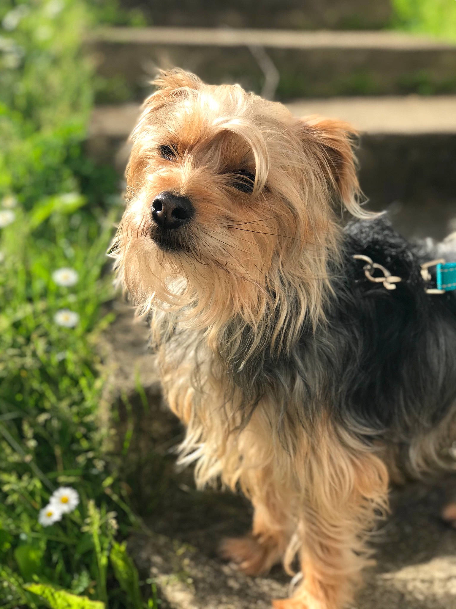 Fripouille participe au concours pour gagner de l'argent avec cette photo : biewer_terrier, canidae, carnivore, companion_dog, dog, dog_breed, fur, grass, liver, maltepoo, plant, puppy, small_terrier, snout, sporting_group, terrestrial_animal, terrier, toy_dog, water_dog, working_animal
