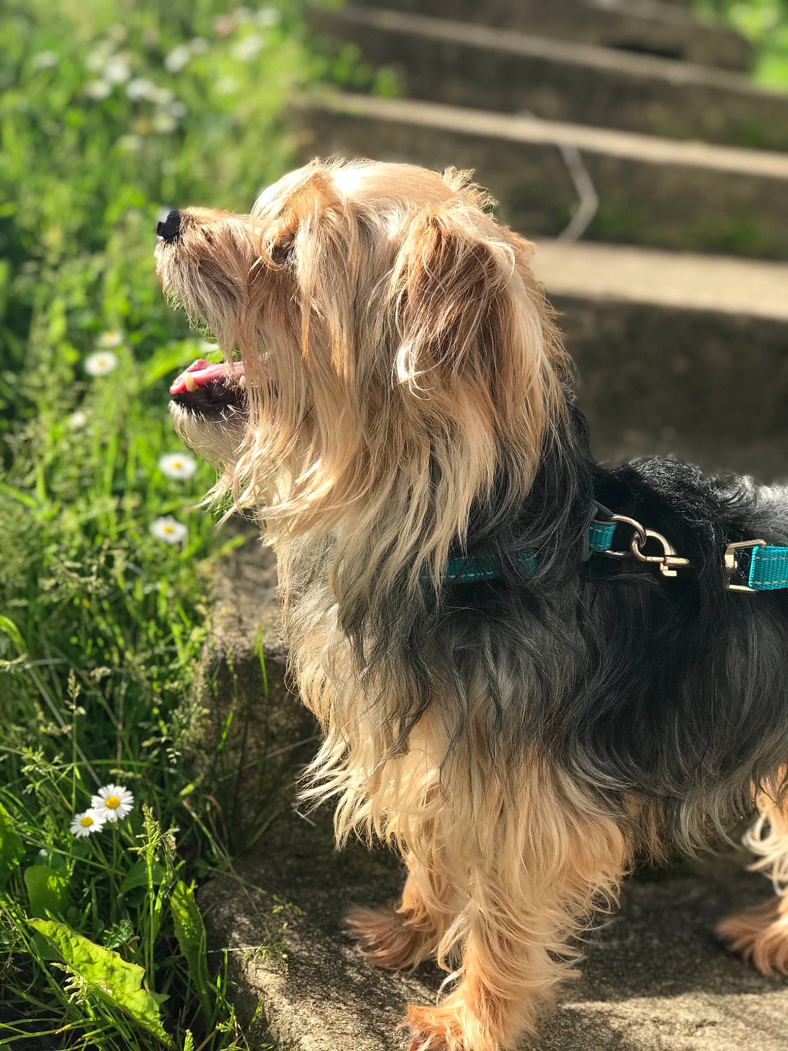 Fripouille participe au concours pour gagner de l'argent avec cette photo : australian_terrier, canidae, carnivore, companion_dog, dog, dog_breed, dog_collar, dog_supply, flower, fur, grass, leash, liver, plant, small_terrier, snout, sporting_group, terrier, toy_dog, water_dog