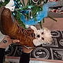 Suzy participe au concours pour gagner de l'argent avec cette photo : canidae, carnivore, christmas_decoration, christmas_ornament, christmas_tree, companion_dog, conifer, dog, dog_breed, dog_supply, event, evergreen, fawn, fur, holiday, holiday_ornament, ornament, plant, toy_dog, tree