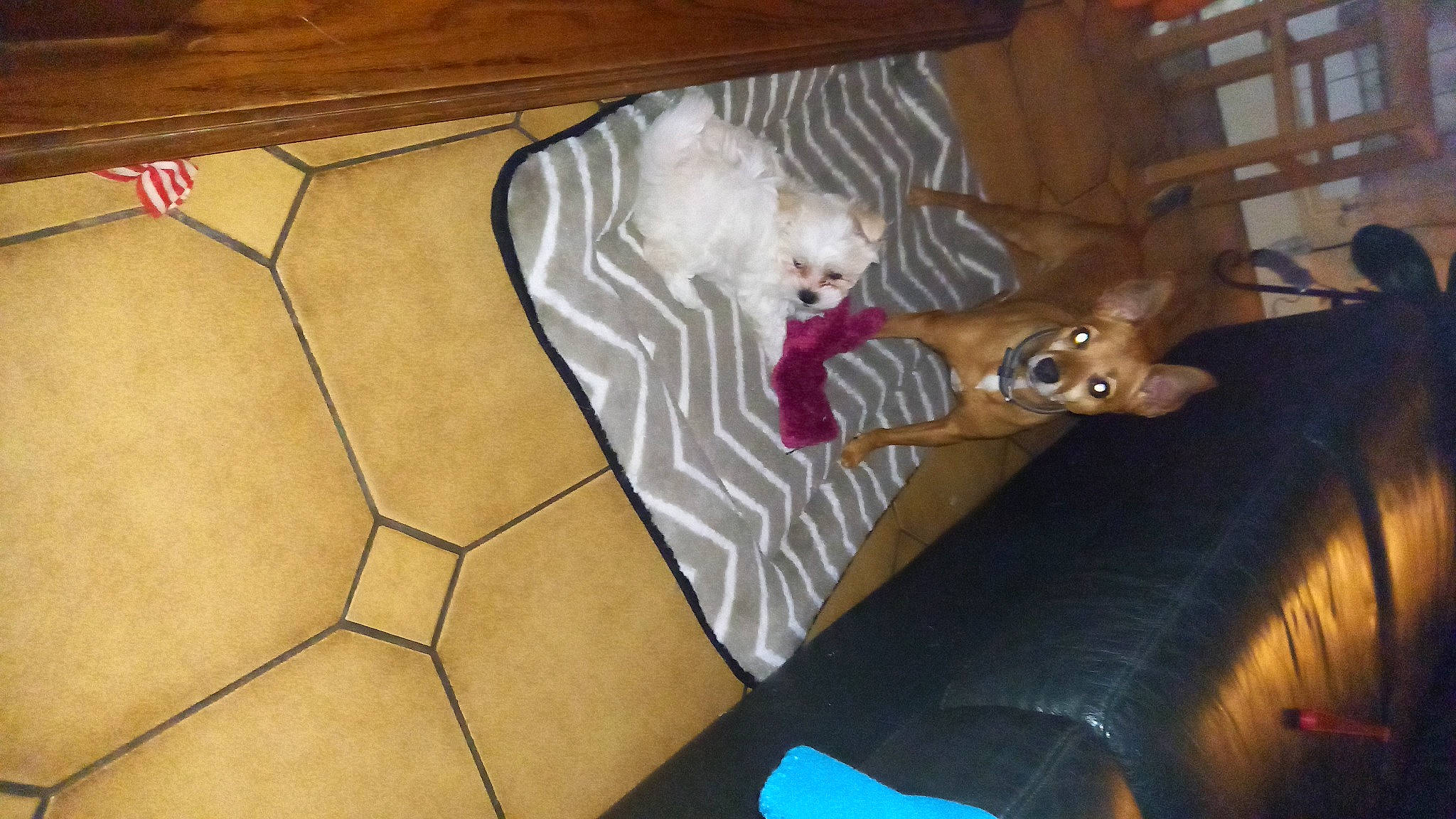 Suzy participe au concours pour gagner de l'argent avec cette photo : art, ceiling, comfort, couch, fawn, felidae, floor, flooring, hardwood, house, pattern, plywood, room, tail, tints_and_shades, vehicle_door, visual_arts, wall, wood, wood_stain