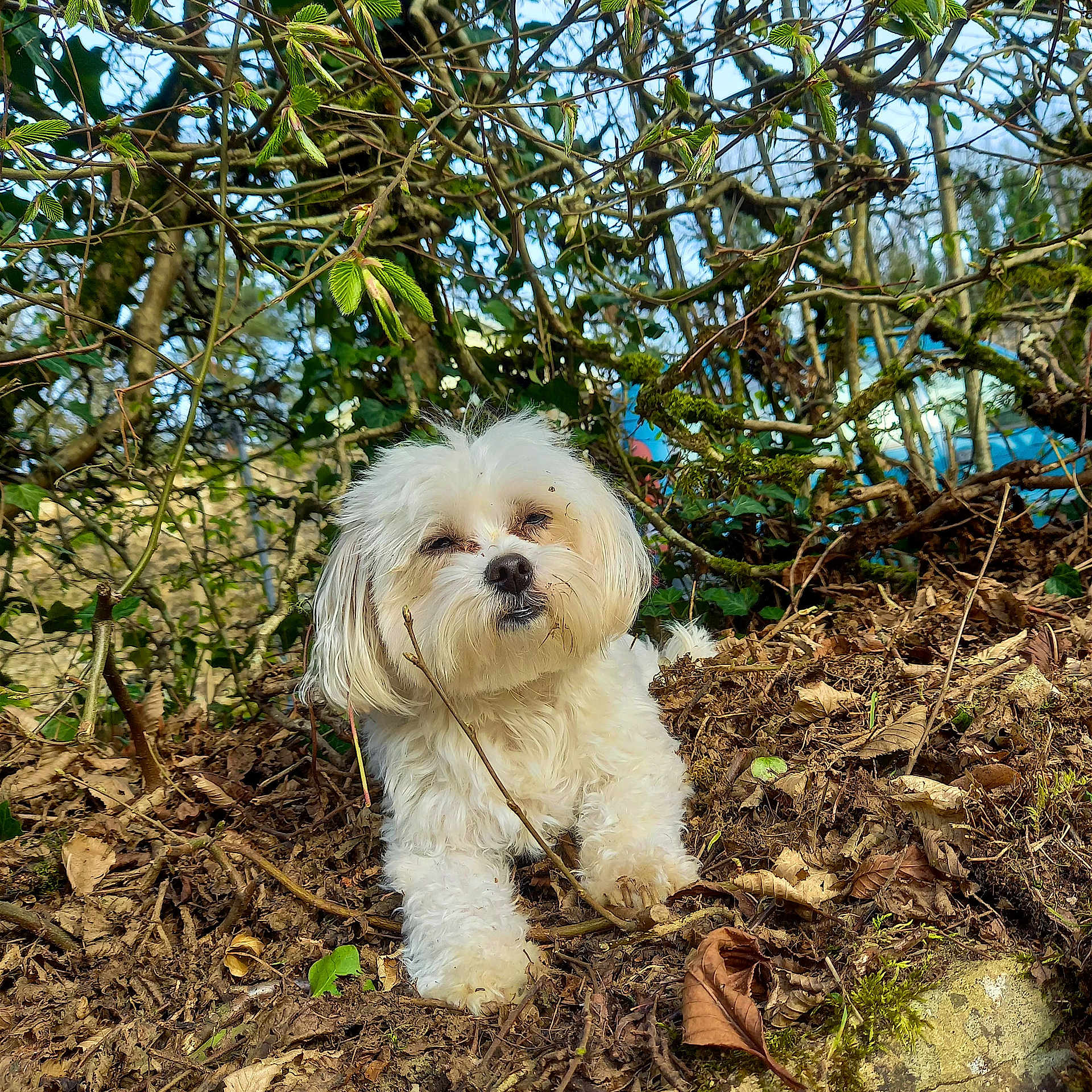 Susy