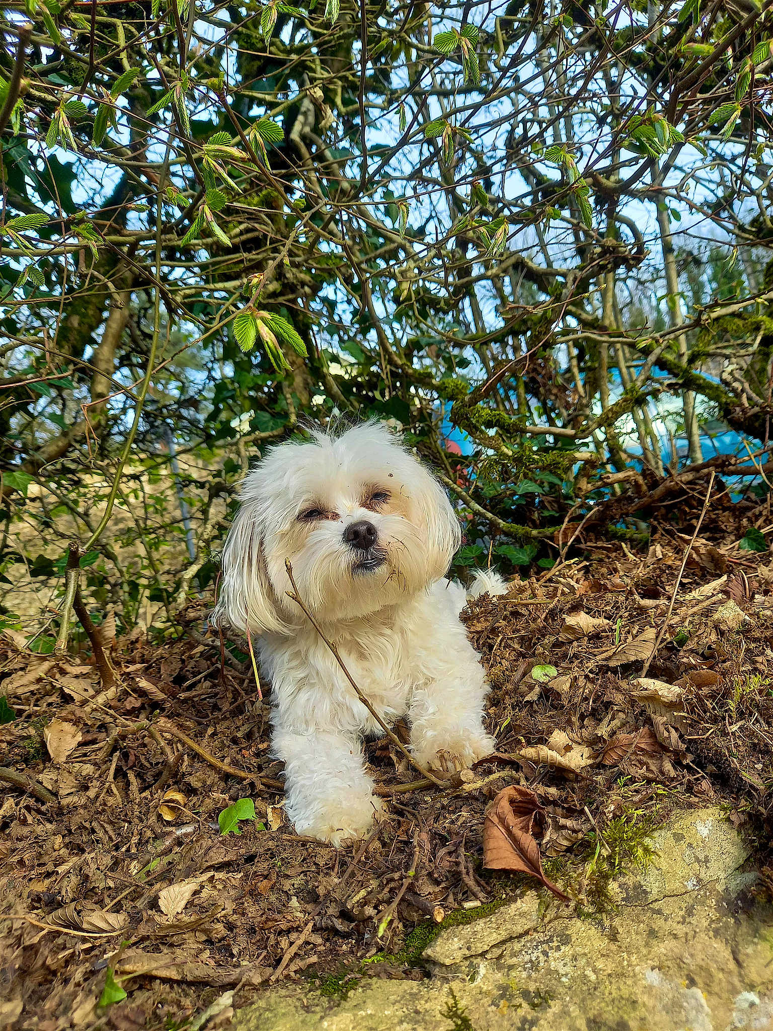 Susy