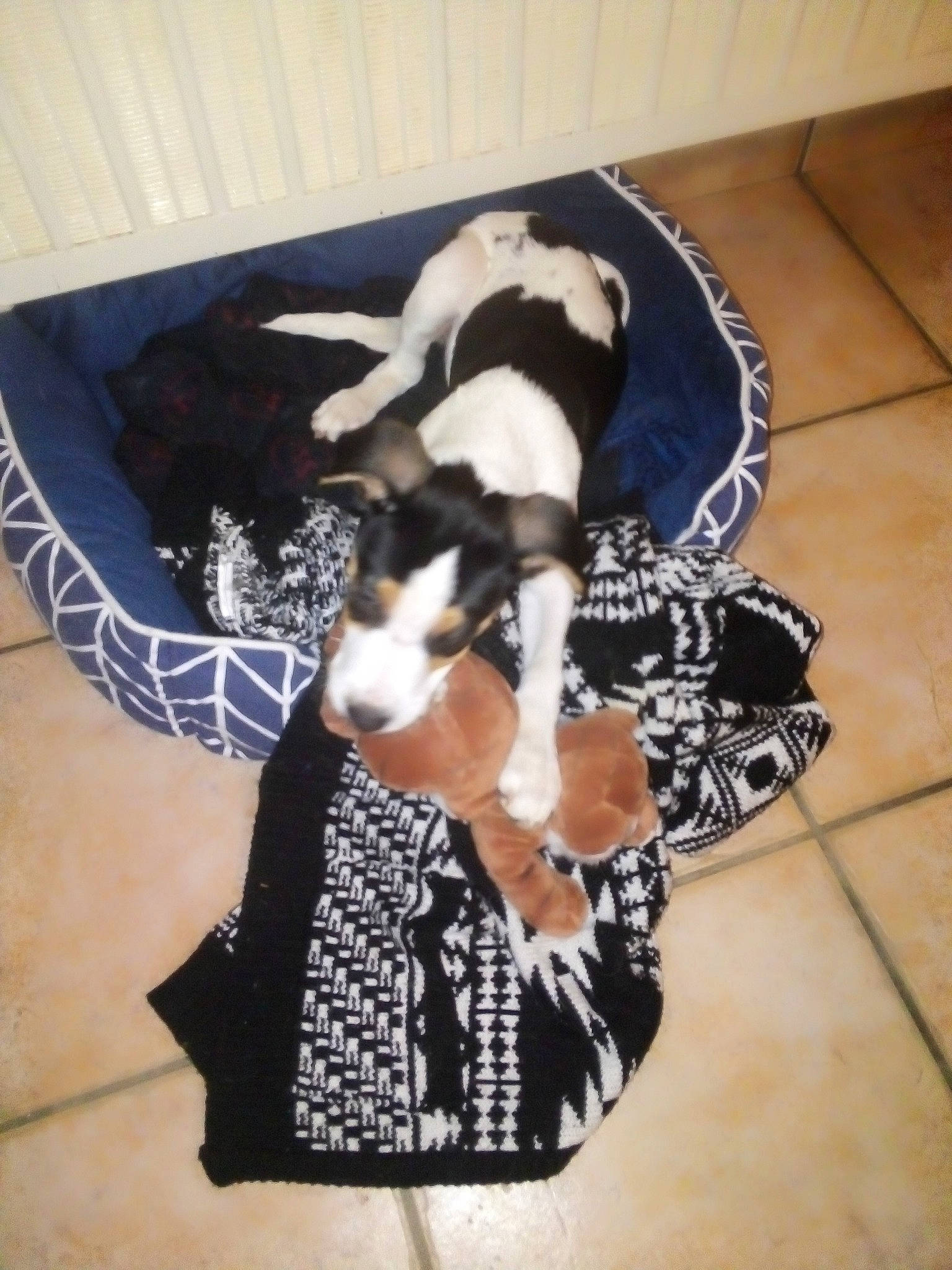 Polo a rejoint le concours — aidez-le/la à gagner de superbes lots ! boston_terrier, canidae, carnivore, dog, dog_breed, non_sporting_group, tail