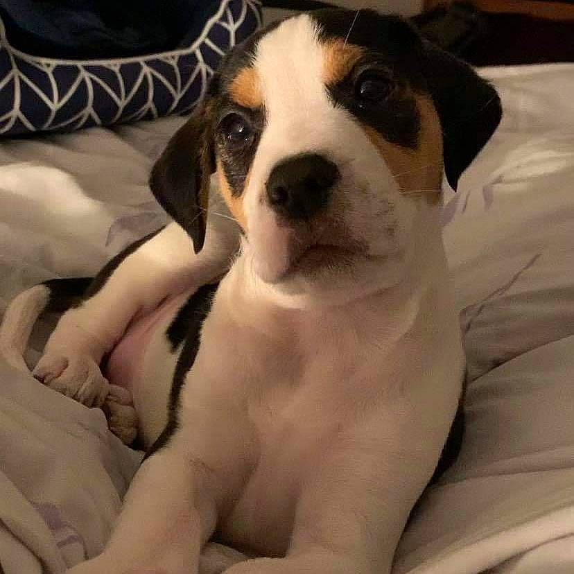 Polo participe au concours pour gagner de l'argent avec cette photo : beagle, beaglier, canidae, carnivore, companion_dog, danish_swedish_farmdog, dog, dog_breed, harrier, jack_russell_terrier, mammal, nose, parson_russell_terrier, puppy, puppy_love, rare_breed_dog, ratonero_bodeguero_andaluz, russell_terrier, snout, vertebrate