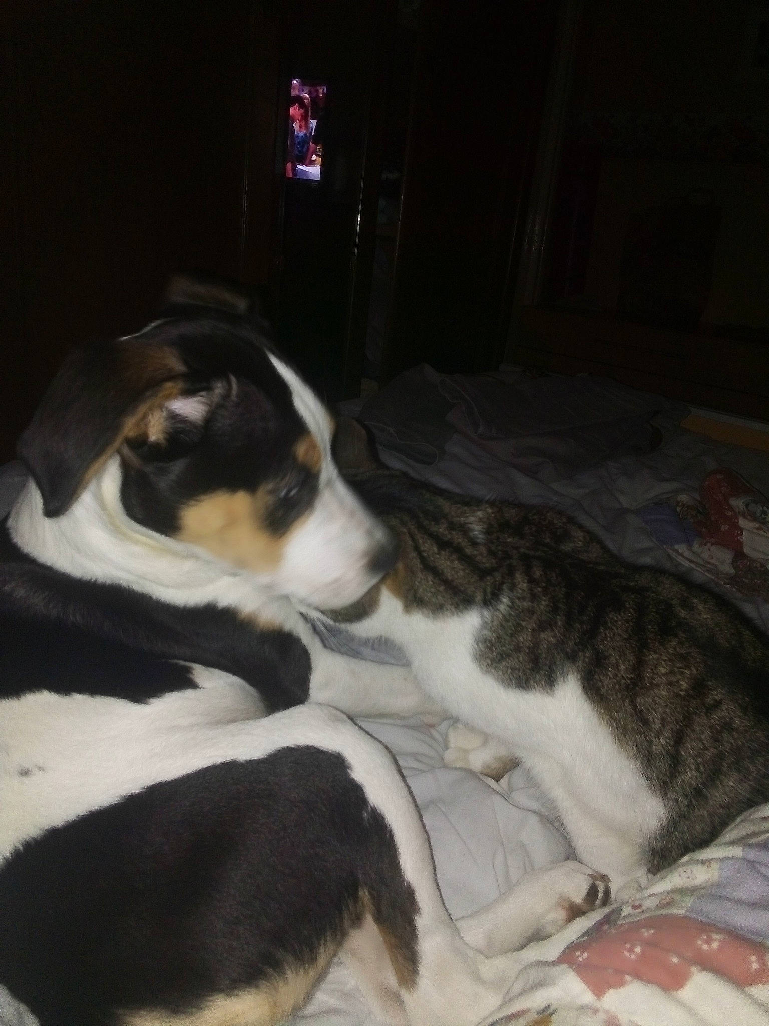 Polo a rejoint le concours — aidez-le/la à gagner de superbes lots ! beagle, canidae, carnivore, cat, danish_swedish_farmdog, dog, dog_breed, mammal, puppy, tail