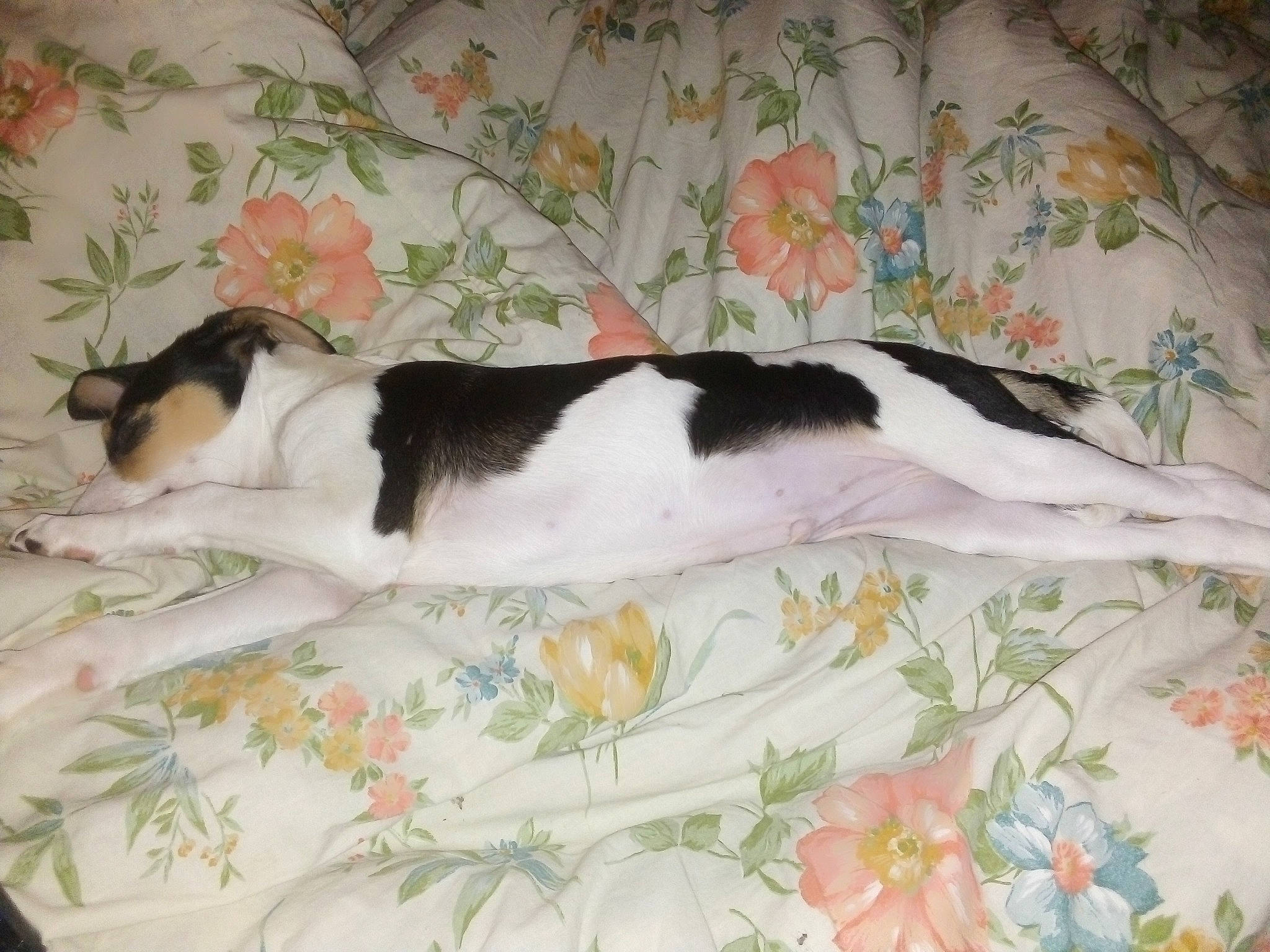 Polo a rejoint le concours — aidez-le/la à gagner de superbes lots ! canidae, carnivore, companion_dog, dog, dog_breed, fox_terrier, nap, sporting_group, tail