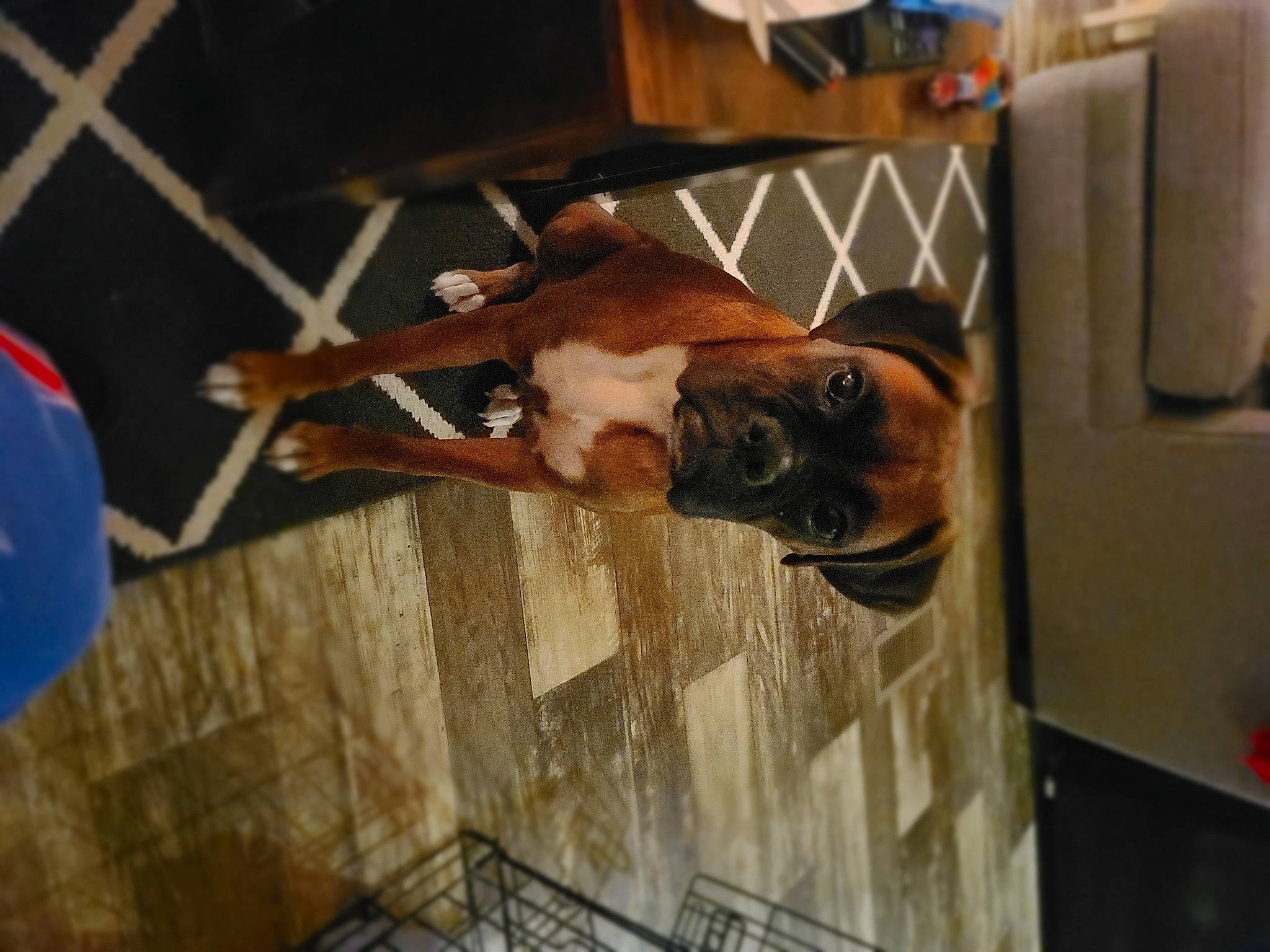 Piper joined the competition — help win amazing prizes! canidae, carnivore, companion_dog, dog, dog_breed, fawn, guard_dog, hardwood, liver, non_sporting_group, pet_supply, sporting_group, wood, working_animal, working_dog