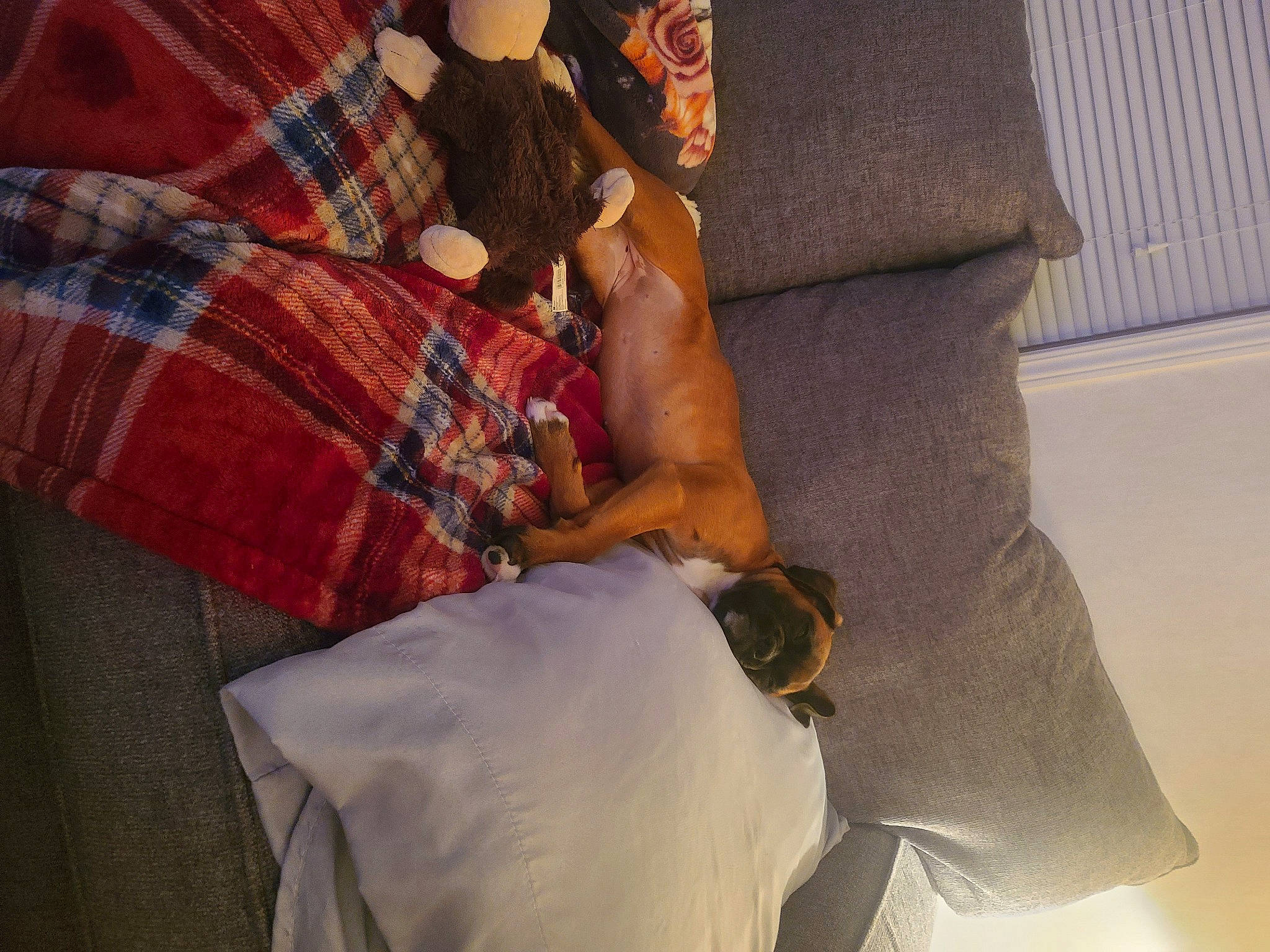 Piper is registered to the contest to win money with this photo: abdomen, barechested, bed, comfort, companion_dog, elbow, fawn, fur, human_leg, knee, linens, pattern, plaid, room, tartan, textile, thigh, toy, trunk, wrist