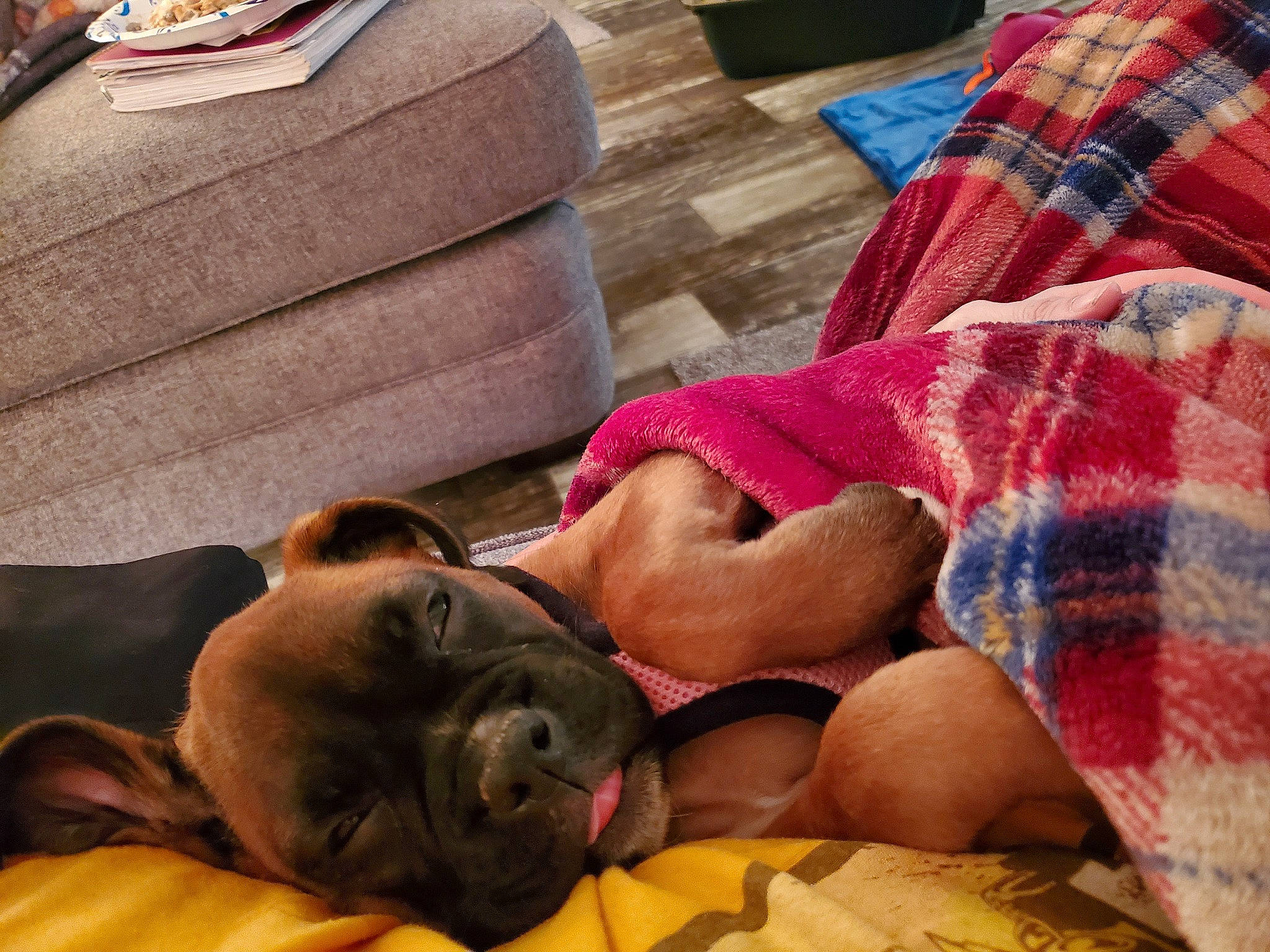 Piper joined the competition — help win amazing prizes! abdomen, barechested, carnivore, chest, comfort, companion_dog, dog, dog_breed, fawn, human_leg, lap, leisure, linens, nap, pattern, plaid, tartan, textile, thigh, trunk