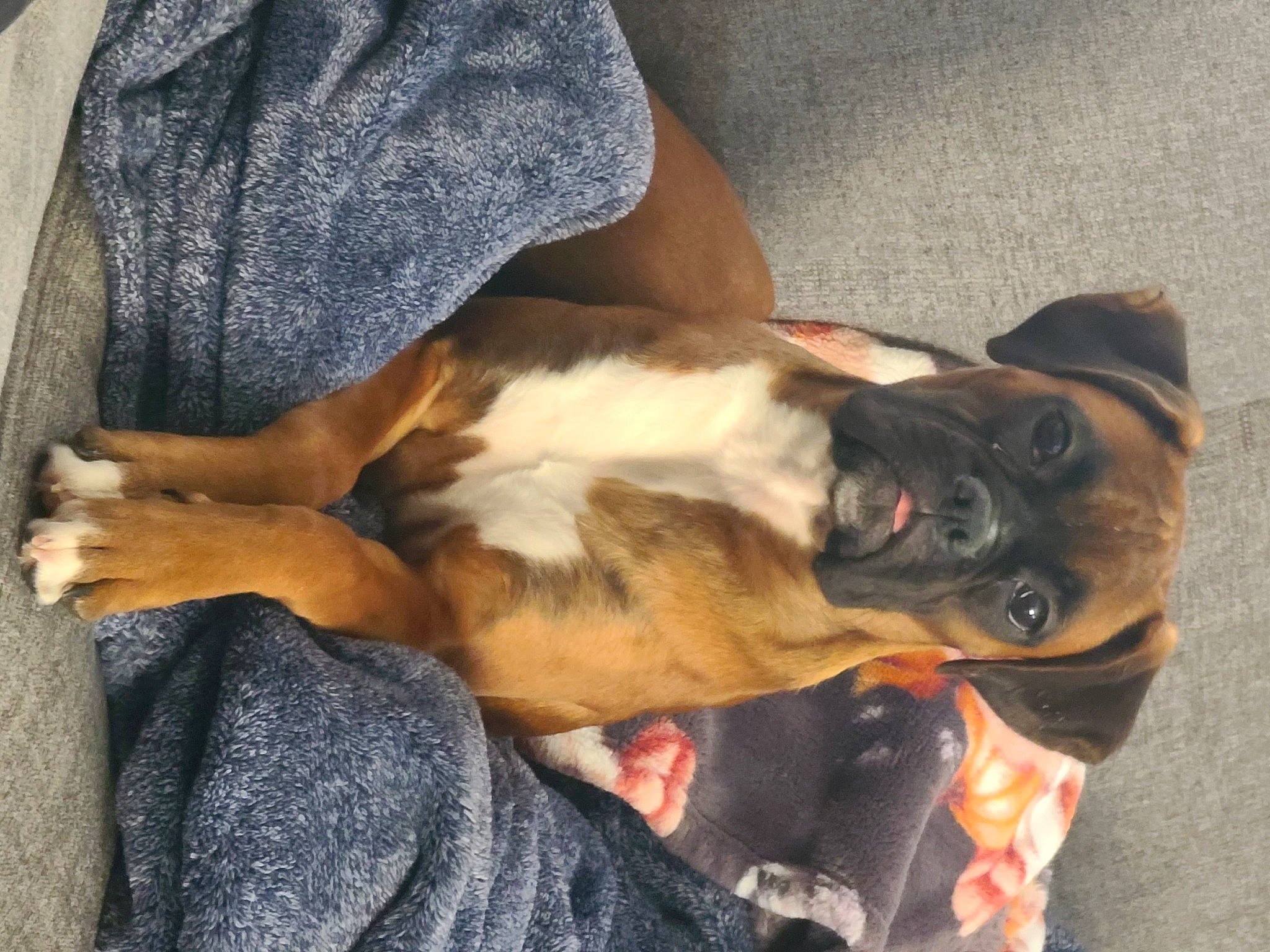 Piper joined the competition — help win amazing prizes! canidae, carnivore, collar, comfort, companion_dog, dog, dog_breed, ear, fawn, fur, human_leg, lap, paw, snout, sporting_group, tail, toy_dog, whiskers, working_animal, wrinkle