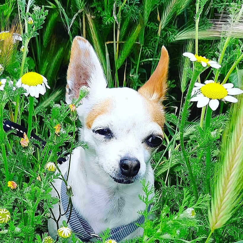 Princesse a rejoint le concours — aidez-le/la à gagner de superbes lots ! anemone, animal, canine, daisy, dog, field, flower, grass, grassland, green, herbal, herbs, nature, outdoors, pet, petal, plant, pottedplant, puppy, vegetation