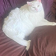 Pearl joined the competition — help win amazing prizes! cat, white_cat, pet, animal, feline, indoor, couch, purple_couch, fur, relaxed, resting, mammal, whiskers, ears, tail, comfort, domestic_animal, laying, home, cozy