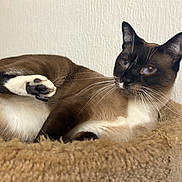 Venus is registered to the contest to win money with this photo: cat, siamese_cat, pet, animal, feline, paw, fur, whiskers, relaxed, indoor, cozy, bed, resting, brown, white, black, closeup, portrait, cute, domestic_cat