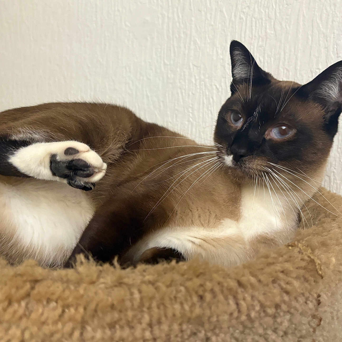 Venus is registered to the contest to win money with this photo: cat, siamese_cat, pet, animal, feline, paw, fur, whiskers, relaxed, indoor, cozy, bed, resting, brown, white, black, closeup, portrait, cute, domestic_cat