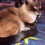 Venus joined the competition — help win amazing prizes! animal, blanket, cat, cozy, domestic_animal, ears, flash, fur, furniture, glowing_eyes, indoor, paw, pet, resting, room, siamese_cat, tail, television, textile, whiskers