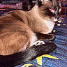 animal, blanket, cat, cozy, domestic_animal, ears, flash, fur, furniture, glowing_eyes, indoor, paw, pet, resting, room, siamese_cat, tail, television, textile, whiskers