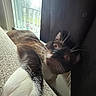 Venus is registered to the contest to win money with this photo: animal, blurred, cat, closeup, couch, curious, daylight, fabric, fur, home, indoor, paw, pet, playful, rainy, relaxing, stretching, texture, whiskers, window