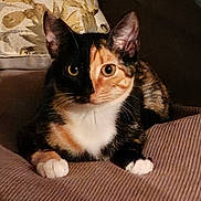 Sheba joined the competition — help win amazing prizes! animal, calico, cat, cozy, cute, ears, eyes, fabric, feline, fur, indoor, looking, paws, pet, portrait, relaxed, resting, soft, texture, whiskers