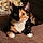 Sheba
